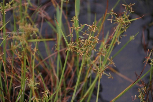 Haspan Flatsedge