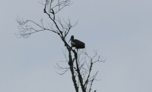 Wattled Ibis (Bostrychia carunculata), photo 4