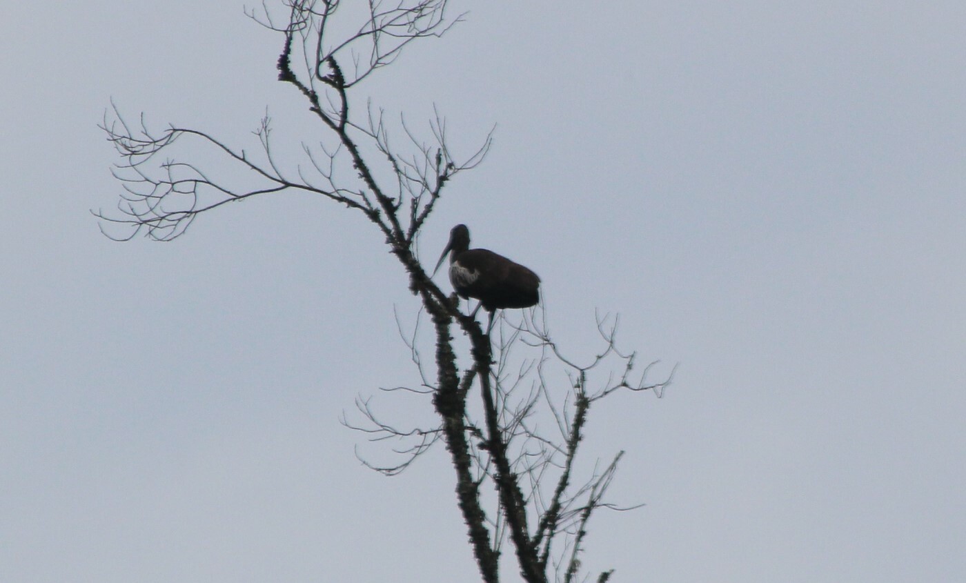 Wattled Ibis (Bostrychia carunculata), photo 3