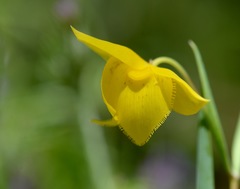 Calochortus amabilis