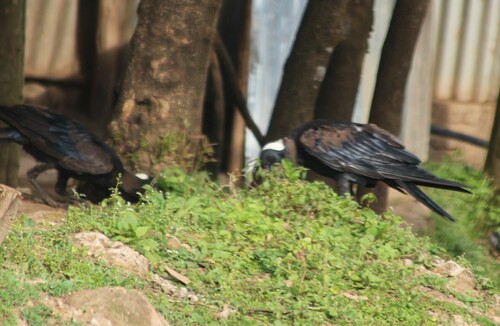 Thick-billed Raven (Corvus crassirostris), photo 5