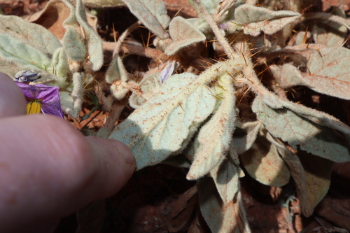 Image of Solanum lithophilum by (c) Thomas Mesaglio, some rights reserved (CC BY)