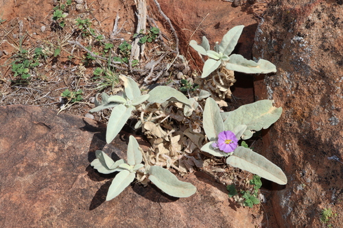 Image of Solanum lithophilum by (c) Thomas Mesaglio, some rights reserved (CC BY)