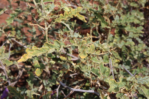 Image of Solanum petrophilum by (c) Thomas Mesaglio, some rights reserved (CC BY)