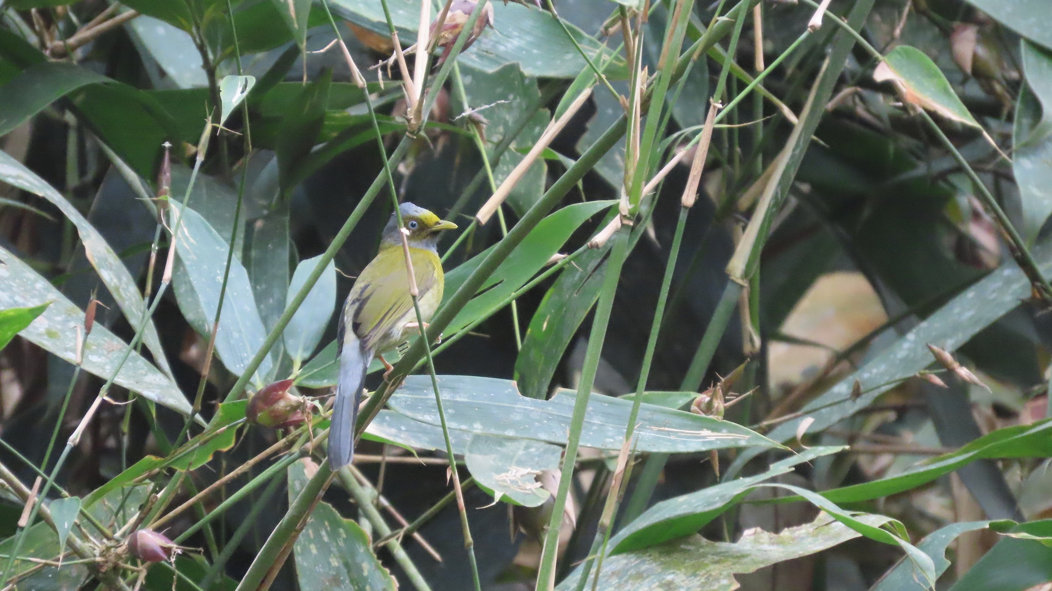 Grey-headed Bulbul illustration