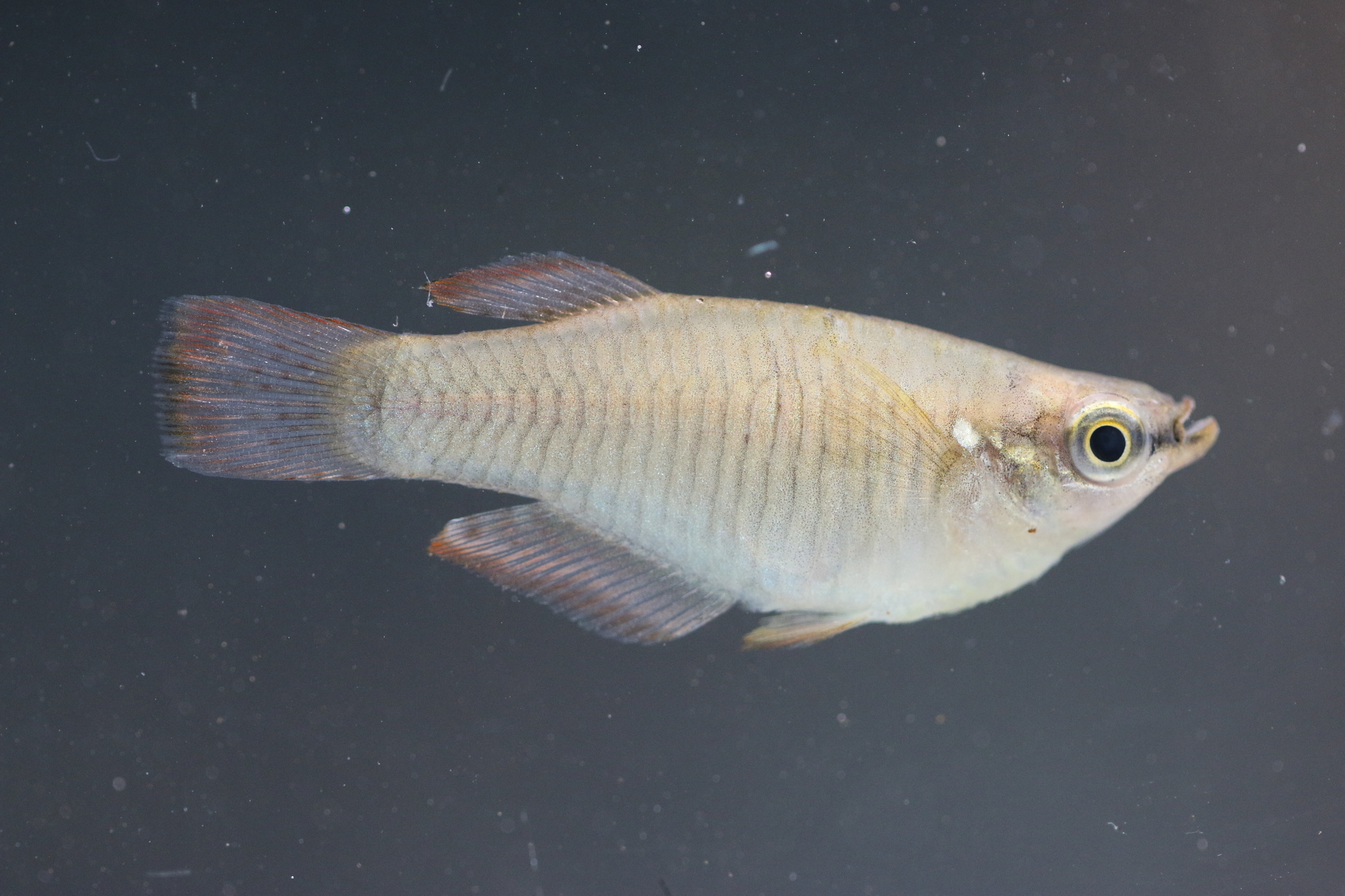 Rhexipanchax kabae