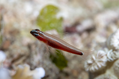 Blackbelly Pygmy-Goby photo 2