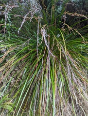 Common Saw-sedge (Lepidosperma laterale)