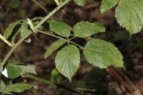 Pruinose-stemmed Bramble (Rubus criniger)