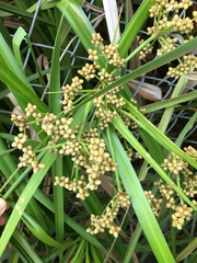 Scirpus ternatanus