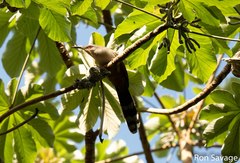 Coccyzus longirostris