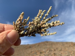 Atriplex julacea