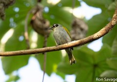 Phaenicophilus palmarum