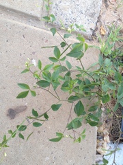 Cleome aculeata