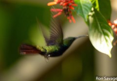 Anthracothorax dominicus