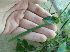 Cleome aculeata
