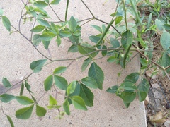 Cleome aculeata