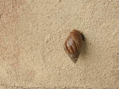 Lissachatina fulica