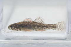 Etheostoma microperca