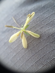 Cleome aculeata