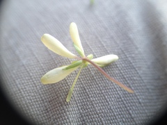 Cleome aculeata