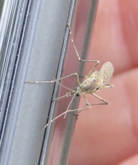 Aedes squamiger