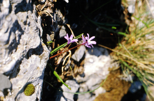 Scilla cretica
