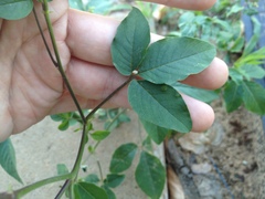 Cleome aculeata
