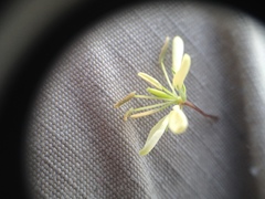 Cleome aculeata