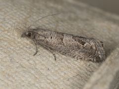 Pelochrista pulveratana