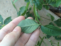 Cleome aculeata