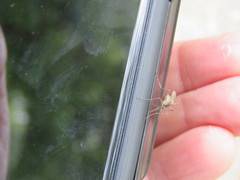 Aedes squamiger