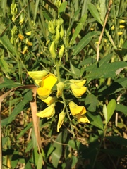 Crotalaria vespertilio