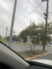 Leucaena leucocephala