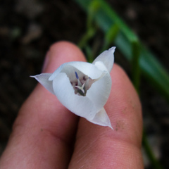 Calochortus umbellatus