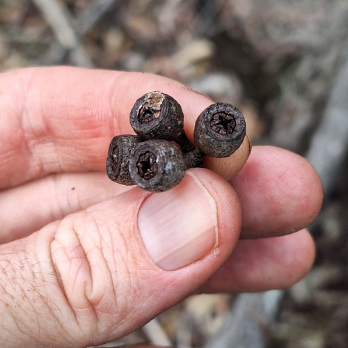 Image of Eucalyptus psammitica by (c) Greg Tasney, some rights reserved (CC BY-SA)
