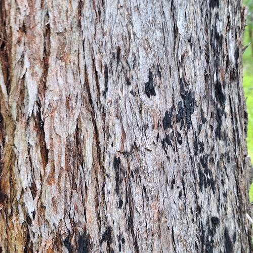 Image of Eucalyptus psammitica by (c) Greg Tasney, some rights reserved (CC BY-SA)