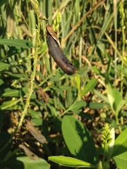 Crotalaria vespertilio