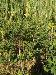 Crotalaria vespertilio