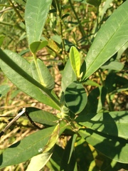 Crotalaria vespertilio