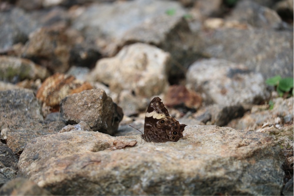 Sri Lanka treebrown