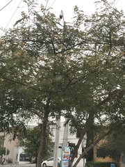 Leucaena leucocephala