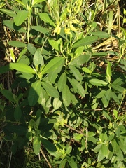 Crotalaria vespertilio