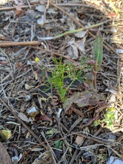 Apiastrum angustifolium