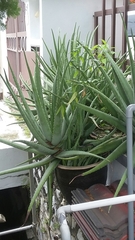 Aloe vera