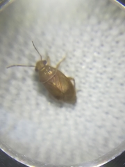 Tropidosteptes