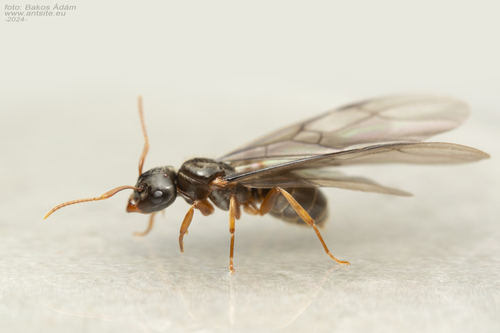 双角毛蚁Lasius bicornis