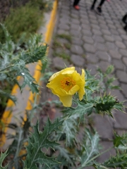 Argemone subfusiformis