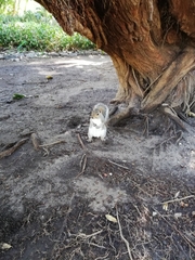 Sciurus carolinensis