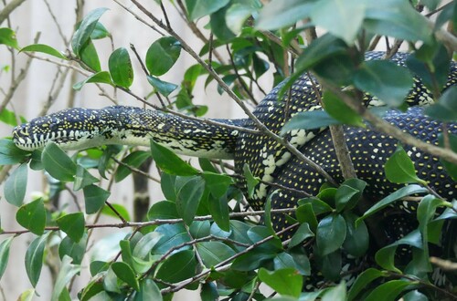 Diamond Python sighting